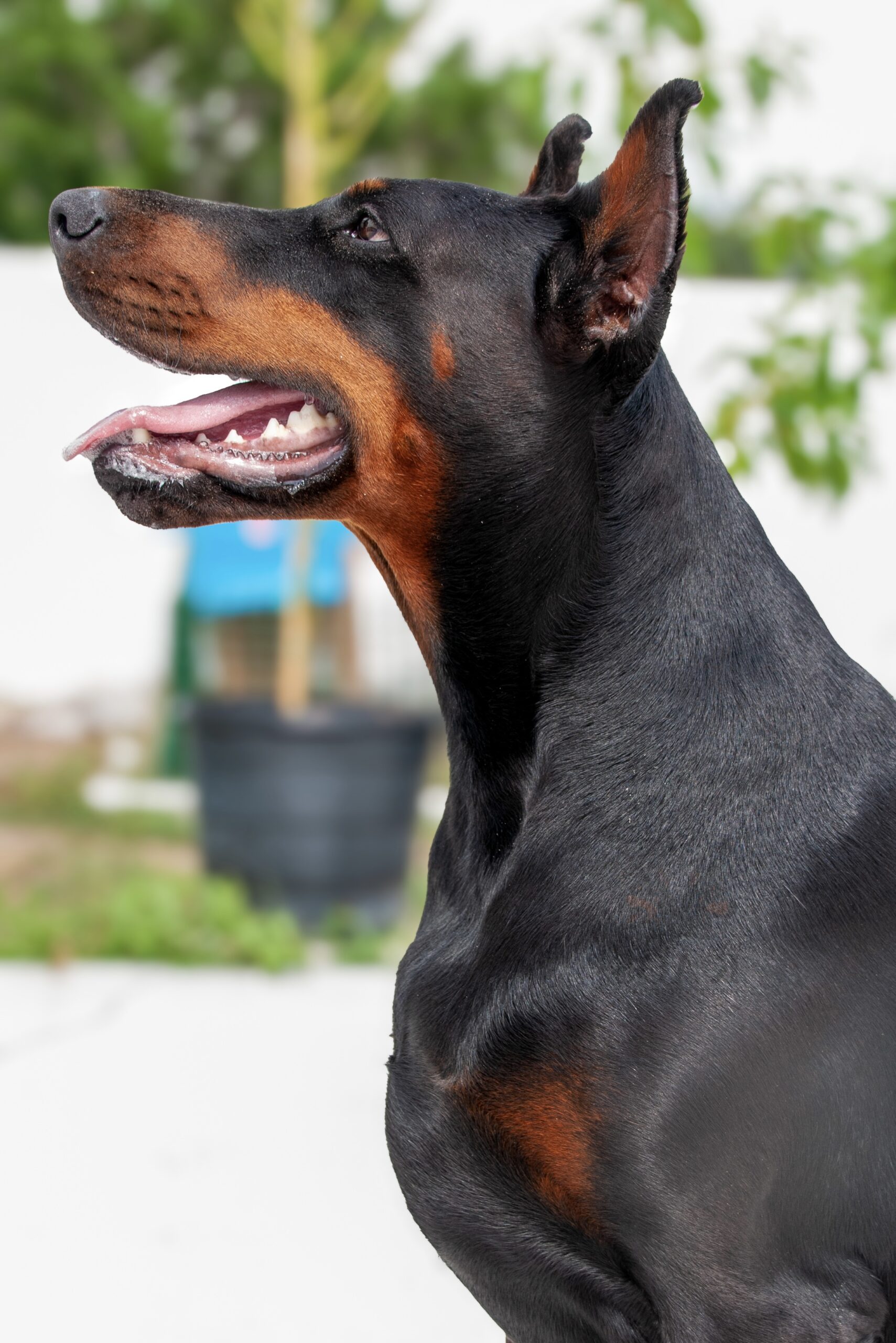 About Divine Kaos Dobermans