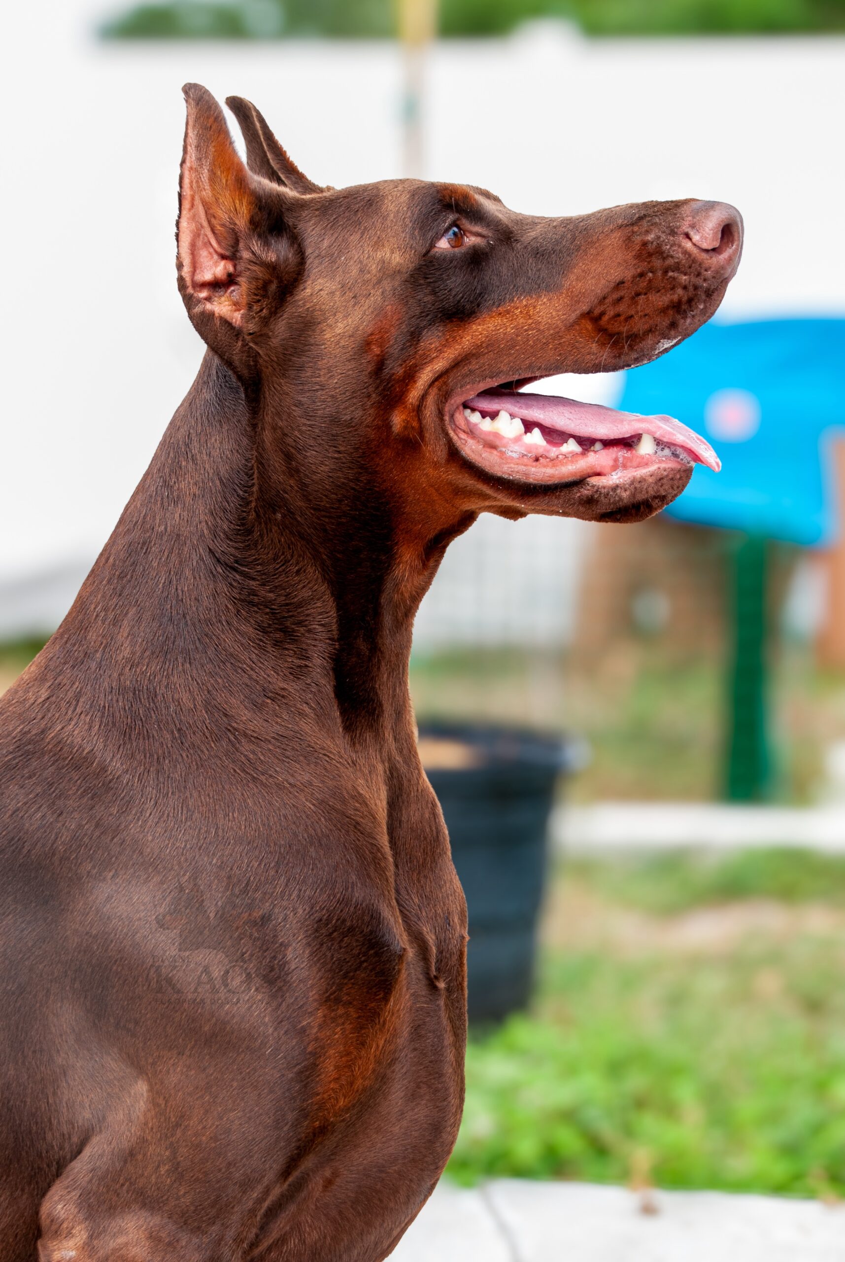 Sire Headshot
